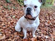 Französische Bulldogge - Berschweiler (Baumholder)