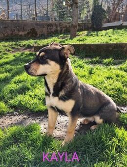 Kayla - kleines Mädchen-großes Herz - Grevenbroich