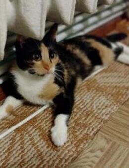 Mirry wartet seit 2 Jahren auf Sie - Ingolstadt