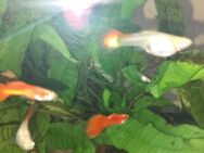 Guppys Vollrot/Blond - Neuss