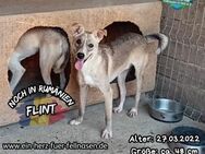 FLINT - bist Du die Lösung für mich? - Waakirchen