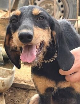 Grobi - sucht Hilfe - Würzburg