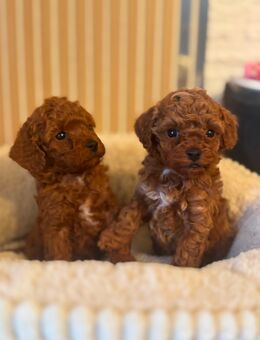 (Asiatische)Toypudel & Zwergpudel Welpen - Schönenberg-Kübelberg