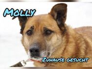 Molly❤️sehnt sich nach ihren Menschen - Rott (Inn)