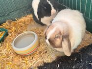 Kaninchen - Altstätten SG