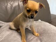 Süße reinrassige Chihuahua Welpen - Buseck