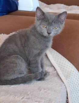 🐾 Süßes Britisch Kurzhaar Mix Kitten sucht ein Zuhause bei liebevollen Menschen 🐾 - Siegbach