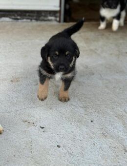 Arcturia sucht ihre Lieblingsmenschen - Celle