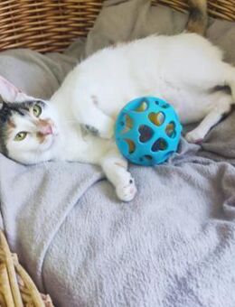 Kleines Sonnenscheinchen IVY ♥️ - München