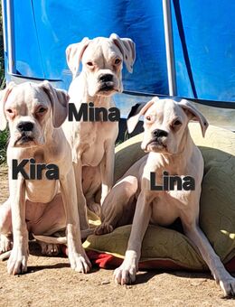 4 weiße reinrassige Boxer zum lieb haben - Moosthenning