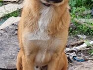 🐾 Clyde sanfter Schatz sucht einfühls - Kassel