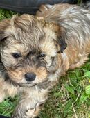 Havaneser Rüde sucht liebevolles Zuhause in 27777