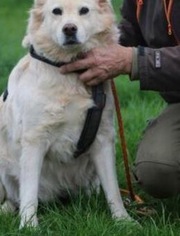 Goldie - sehr lieb u. verschmust - Lohra