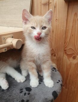 Katzenbabys - Neuenkirchen (Schleswig-Holstein)