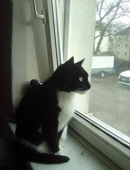 Katzen Mädchen gesucht - Wismar