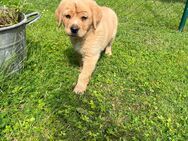 Süße Labrador-Mix - Welpen - Günstedt