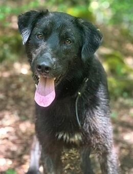 Anhänglicher Pancho sucht Zuhause - Bergkirchen