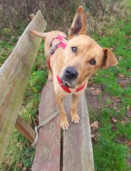 Ozzy - Konsequenz gefragt - Süderbrarup