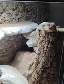 2 Bartagame abzugeben in 26723