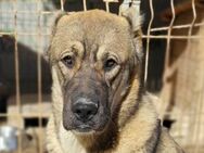 LOTTIE💖HSH-Mix-Hündin & wahre Frohnatur - Hamburg