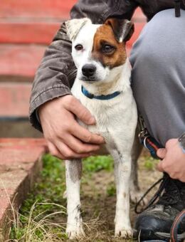 TRIXIE - menschenbezogen, verspielt - Linden (Hessen)