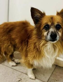 Opi Pablo hofft auf ein Weihnachtswunder - Koblenz