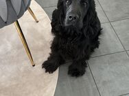 English Cocker Spaniel Rüde mit Ahnentafel abzugeben (nicht kastriert) - Bühl