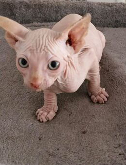 Canadian sphynx Kitten - Bielefeld