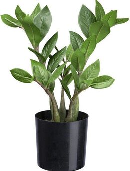 Künstliche Zimmerpflanze Zamifolia Grünpflanze, Creativ green, Höhe 30 cm, mit detailgetreuen Blättern