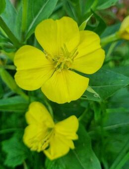 Nachtkerze (Oenothera biennis) - Horgenzell