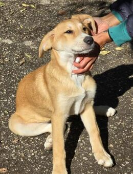 Zutrauliche kluge freundliche ALEXA♥️ - München