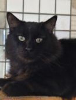 Ristretto; schwarzer,süßer Grummeltiger - Geilenkirchen