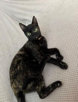 Titika aus dem Tierschutz - Grevenbroich