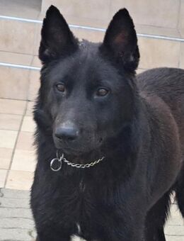 Schöner Zorro sucht seine Menschen - Weilheim (Oberbayern)