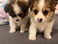 Welpen pomeranian Chihuahua Malteser mix - Leichlingen (Rheinland, Blütenstadt)