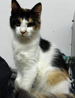 Fienchen sucht ein zu Hause - Rodgau