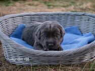 Labrador Welpen reinrassig - Baumholder