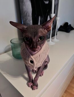 Nacktkatze - Werl Zentrum