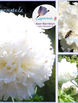 ♥ Riesen Mohn,Weiß gefüllt,Samen,Tulpenstolz,Rarität,Bienen,Garten,Papaver,Pfingstrose,Bauerngarten,Bienenweide - Hamburg