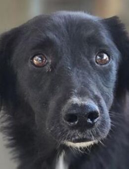 MAURILIO-hübscher Rüde,55 cm - Rösrath