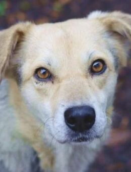 HILDE 2 ist eine Traumhündin - Hof