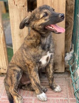 DENVER - zauberhafte Welpe 🐶💖 - Neudenau