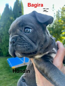 Reinrassig Französische Bulldoggen Welpen - Osterode (Harz)