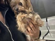 Süsser Yorkie-Rüdw B509 sucht Zuhause - Neuberg