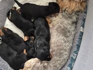 Yorkshire Terrier Welpen zu verkaufen - Emmerting