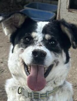 FRANCESCA - so weich & kuschelbedürftig - Dänischenhagen