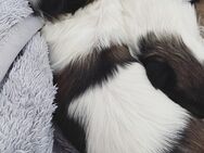 Reinrassige Shih Tzu Welpen - Neresheim Zentrum