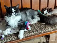 MAINE COON REINRASSIG 2 Kater, 1 Katze und Kätzchen - Hofheim (Unterfranken)