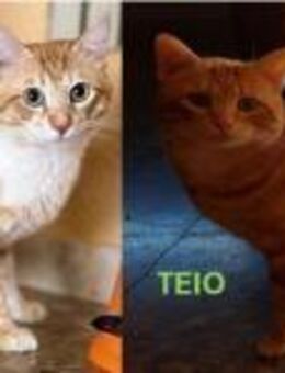 Brüder TITO und TEIO wollen ankommen... - Geilenkirchen