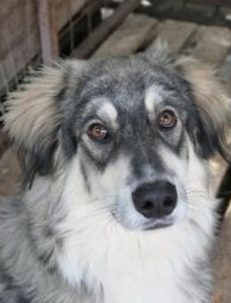 Milo sehr menschenbezogen - Kallmünz